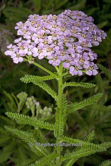 achillea alpina var pulchra 5 graphic